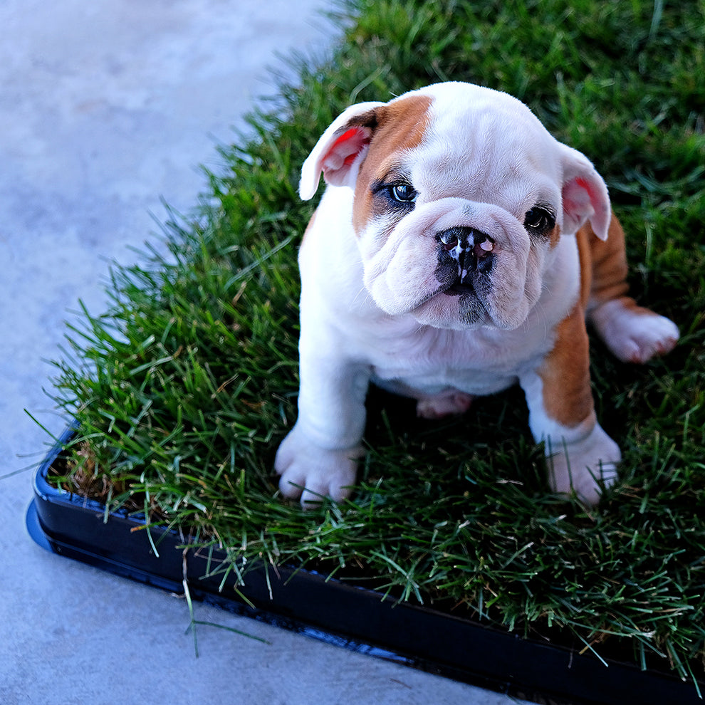 Reusable Infinity Tray Pooch Patch